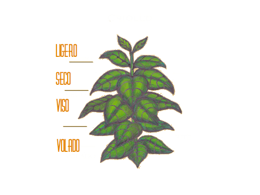 Diagram of Cigar plant and the different Ligero, Seco & Volado leaves
