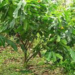 Cocoa tree