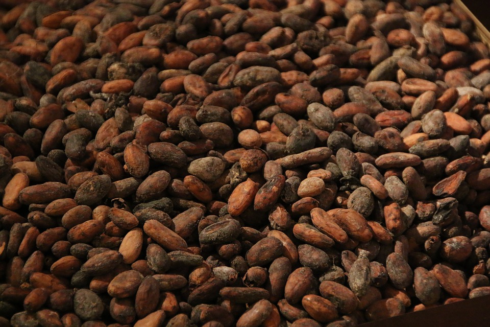 Cocoa beans roasted